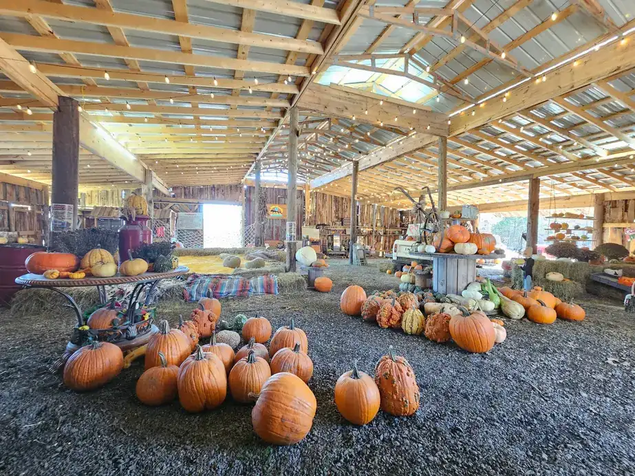 Pumpkins and gourds on hay inside the Rockin' T Ranch barn under string lights