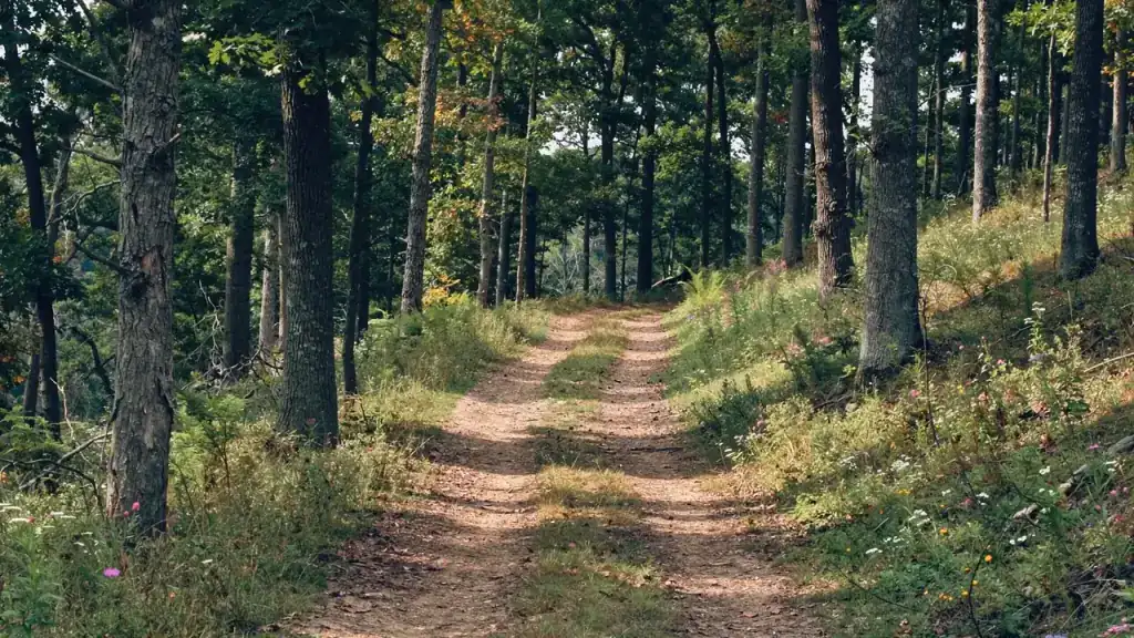 A dirt trail climbing through Ozark hardwoods and wildflowers